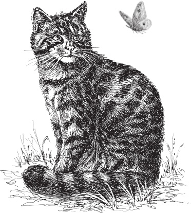 Иллюстрация к книге — Мои питомцы. С вопросами и ответами для почемучек [_80.jpg]