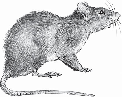 Иллюстрация к книге — Мои питомцы. С вопросами и ответами для почемучек [_82.jpg]