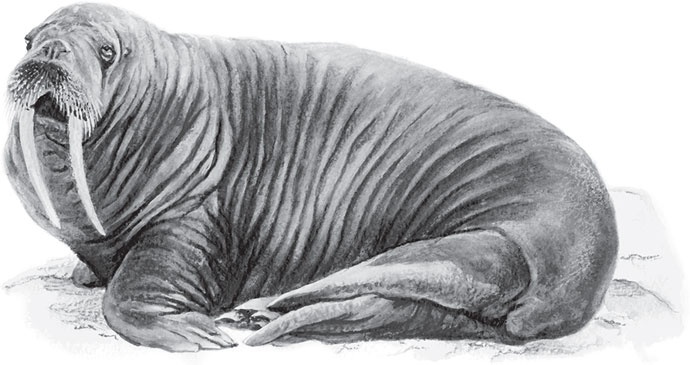 Иллюстрация к книге — Мои питомцы. С вопросами и ответами для почемучек [_89.jpg]