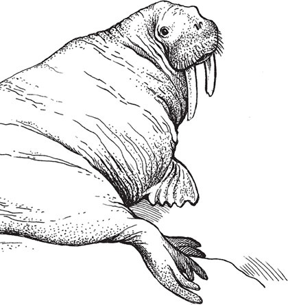 Иллюстрация к книге — Мои питомцы. С вопросами и ответами для почемучек [_90.jpg]