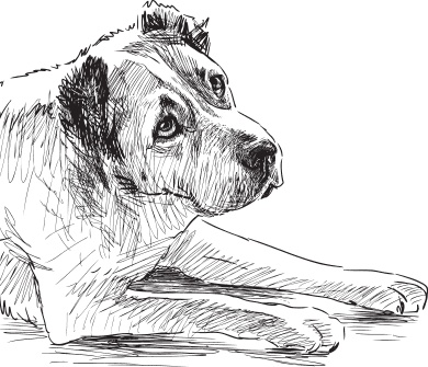 Иллюстрация к книге — Мои питомцы. С вопросами и ответами для почемучек [_92.jpg]