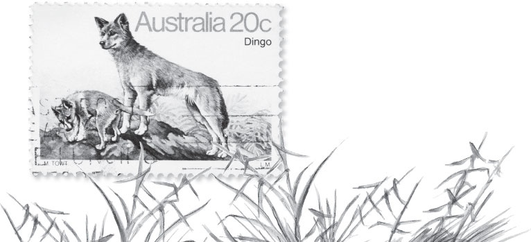 Иллюстрация к книге — Мои питомцы. С вопросами и ответами для почемучек [_94.jpg]