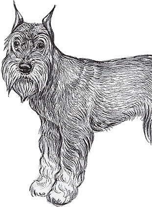 Иллюстрация к книге — Мои питомцы. С вопросами и ответами для почемучек [_97.jpg]