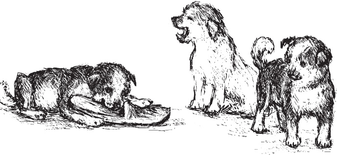 Иллюстрация к книге — Мои питомцы. С вопросами и ответами для почемучек [_98.jpg]