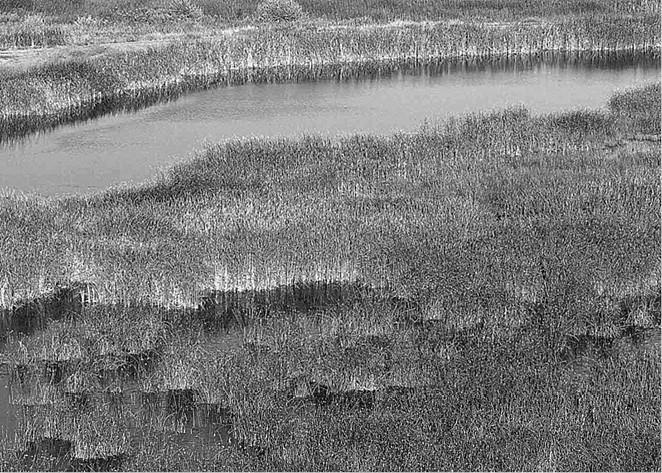 Иллюстрация к книге — 100 великих загадок природы [i_013.jpg]