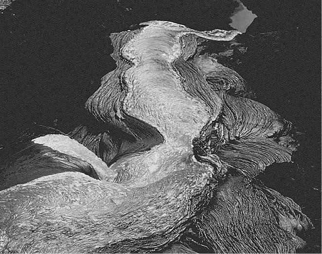 Иллюстрация к книге — 100 великих загадок природы [i_017.jpg]