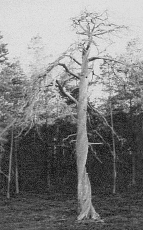 Иллюстрация к книге — 100 великих загадок природы [i_028.jpg]