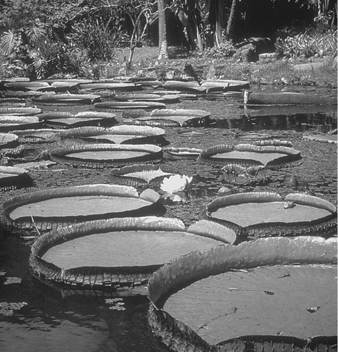 Иллюстрация к книге — 100 великих загадок природы [i_038.jpg]