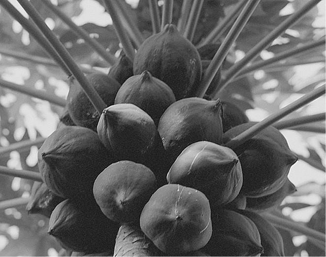 Иллюстрация к книге — 100 великих загадок природы [i_039.jpg]