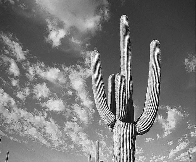 Иллюстрация к книге — 100 великих загадок природы [i_040.jpg]