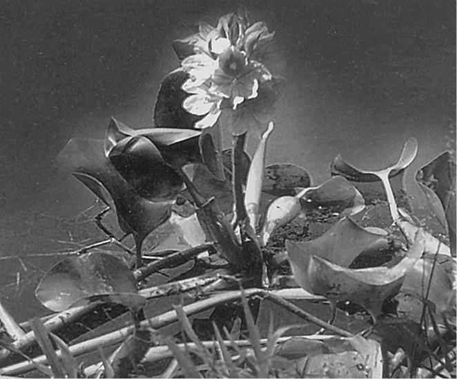 Иллюстрация к книге — 100 великих загадок природы [i_041.jpg]