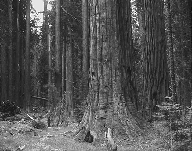 Иллюстрация к книге — 100 великих загадок природы [i_043.jpg]