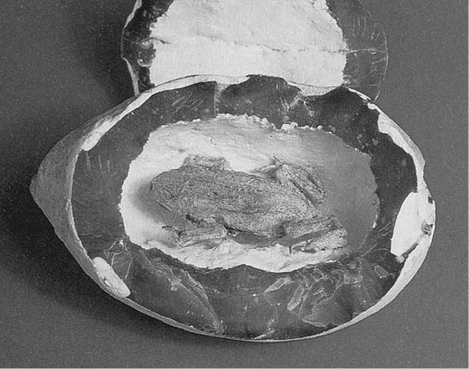 Иллюстрация к книге — 100 великих загадок природы [i_051.jpg]