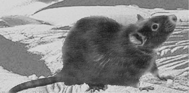 Иллюстрация к книге — 100 великих загадок природы [i_053.jpg]