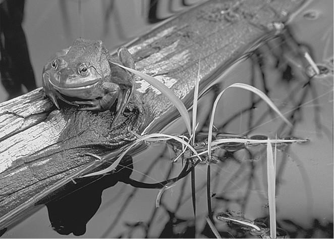 Иллюстрация к книге — 100 великих загадок природы [i_054.jpg]