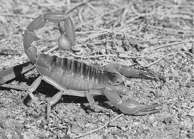 Иллюстрация к книге — 100 великих загадок природы [i_056.jpg]