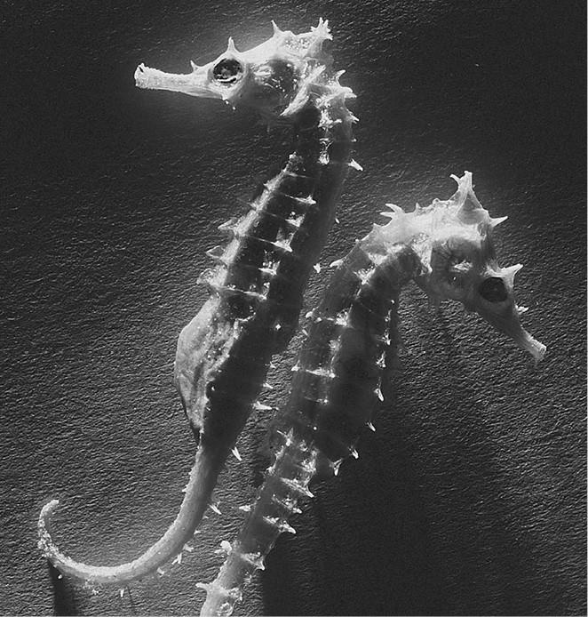 Иллюстрация к книге — 100 великих загадок природы [i_061.jpg]