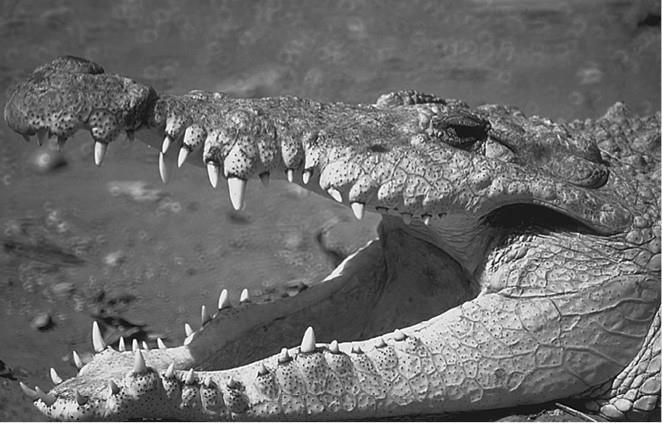 Иллюстрация к книге — 100 великих загадок природы [i_065.jpg]