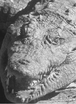 Иллюстрация к книге — 100 великих загадок природы [i_066.jpg]