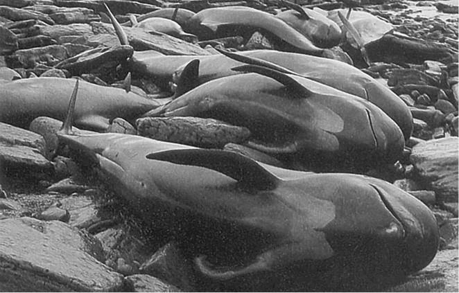 Иллюстрация к книге — 100 великих загадок природы [i_069.jpg]