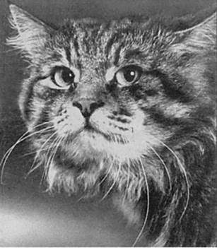 Иллюстрация к книге — 100 великих загадок природы [i_075.jpg]