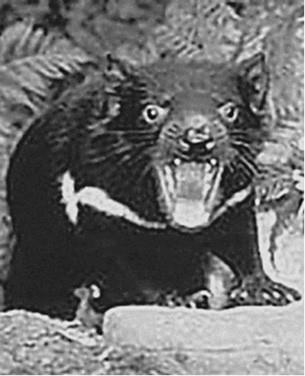 Иллюстрация к книге — 100 великих загадок природы [i_078.jpg]