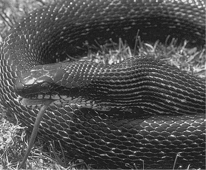 Иллюстрация к книге — 100 великих загадок природы [i_086.jpg]