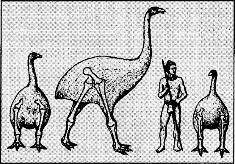 Иллюстрация к книге — 100 великих географических открытий [_74.jpg]