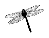 Иллюстрация к книге — Сказки-подсказки для детей и их родителей [i_011.jpg]