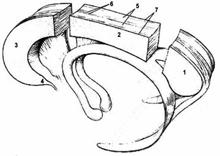Иллюстрация к книге — Нейропсихологический анализ патологии мозолистого тела [i_002.jpg]