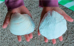 Иллюстрация к книге — Дома весело! Развивающие игры для самых маленьких [i_135.jpg]