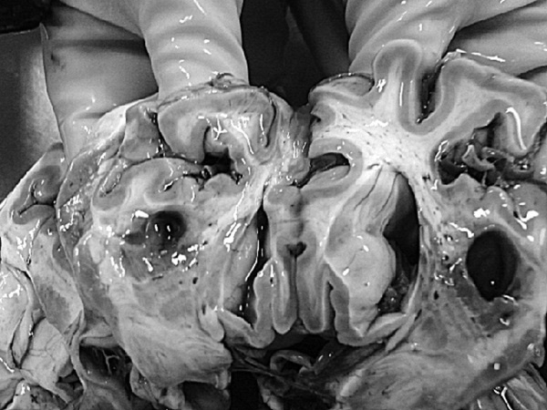 Иллюстрация к книге — Маломобильный пациент [i_001.jpg]