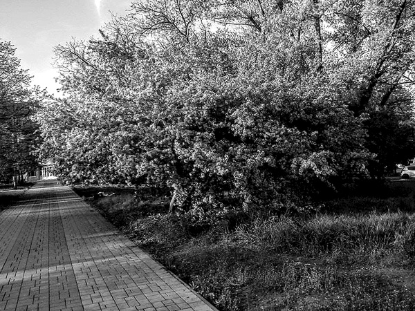 Иллюстрация к книге — Война маленького человека [i_002.jpg]