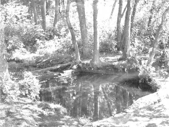 Иллюстрация к книге — Островский в Берендеевке [i_021.jpg]