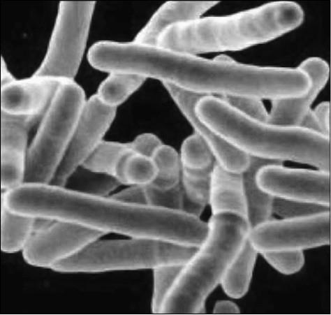 Иллюстрация к книге — 100 великих тайн медицины [i_054.jpg]