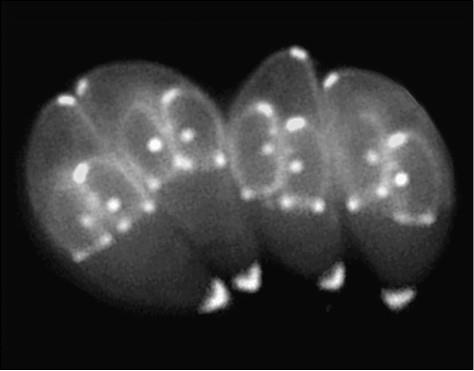 Иллюстрация к книге — 100 великих тайн медицины [i_066.jpg]