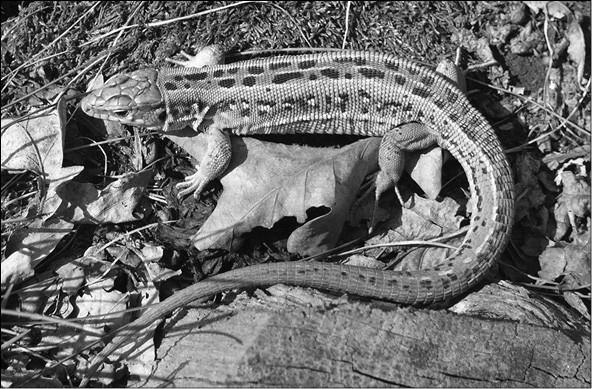 Иллюстрация к книге — 100 великих тайн медицины [i_098.jpg]