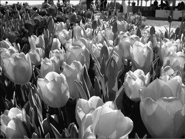 Иллюстрация к книге — 100 великих курьезов истории [i_038.jpg]