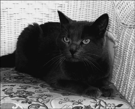 Иллюстрация к книге — 100 великих курьезов истории [i_075.jpg]