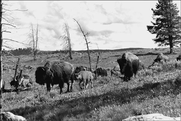 Иллюстрация к книге — 100 великих курьезов истории [i_080.jpg]