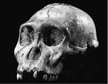 Иллюстрация к книге — 100 великих заблуждений [i_045.jpg]