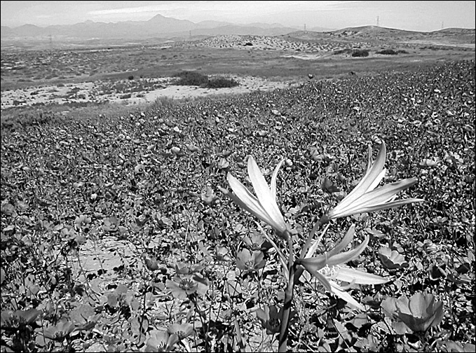 Иллюстрация к книге — 100 великих тайн океана [_20.jpg]