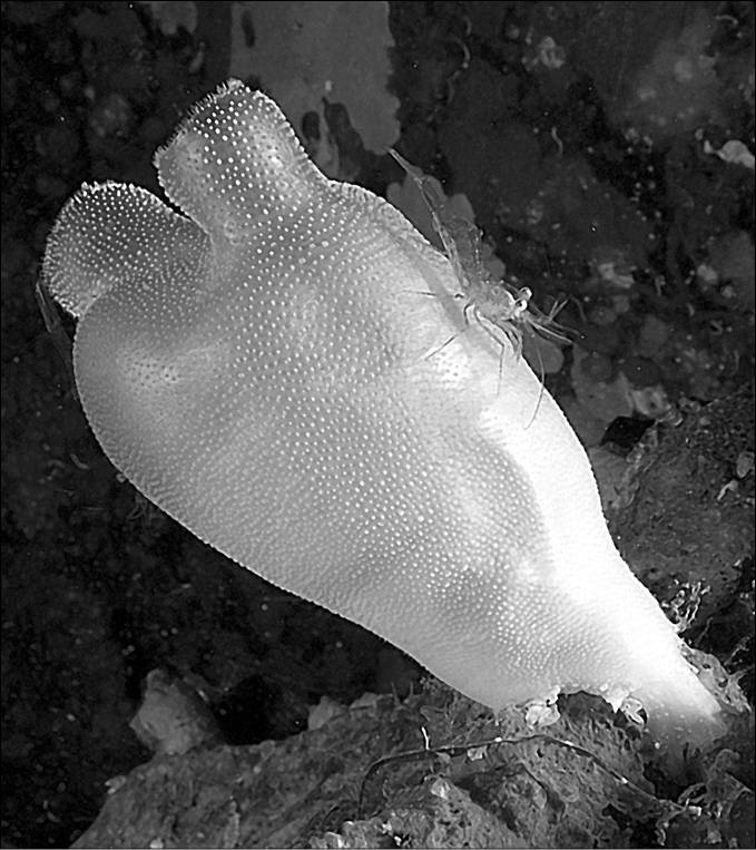 Иллюстрация к книге — 100 великих тайн океана [_49.jpg]