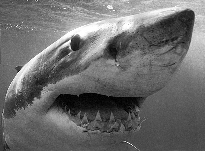 Иллюстрация к книге — 100 великих тайн океана [_58.jpg]