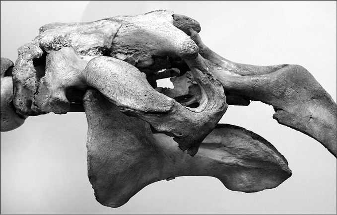 Иллюстрация к книге — 100 великих тайн океана [_62.jpg]