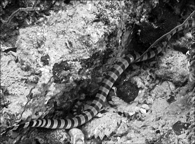 Иллюстрация к книге — 100 великих тайн океана [_69.jpg]