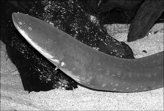 Иллюстрация к книге — 100 великих тайн океана [_75.jpg]