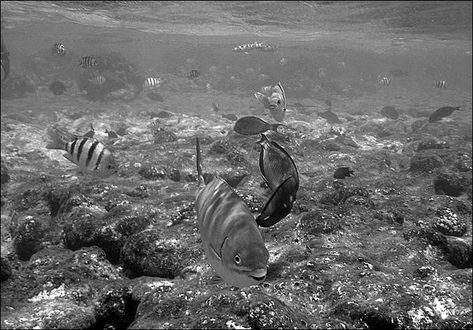 Иллюстрация к книге — 100 великих тайн океана [_91.jpg]