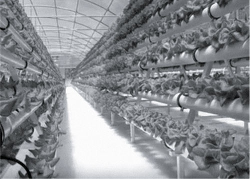 Иллюстрация к книге — Секреты раннего урожая. Все о парниках, теплицах и подготовке семян [i_026.jpg]