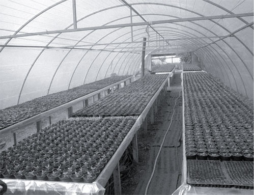 Иллюстрация к книге — Секреты раннего урожая. Все о парниках, теплицах и подготовке семян [i_027.jpg]